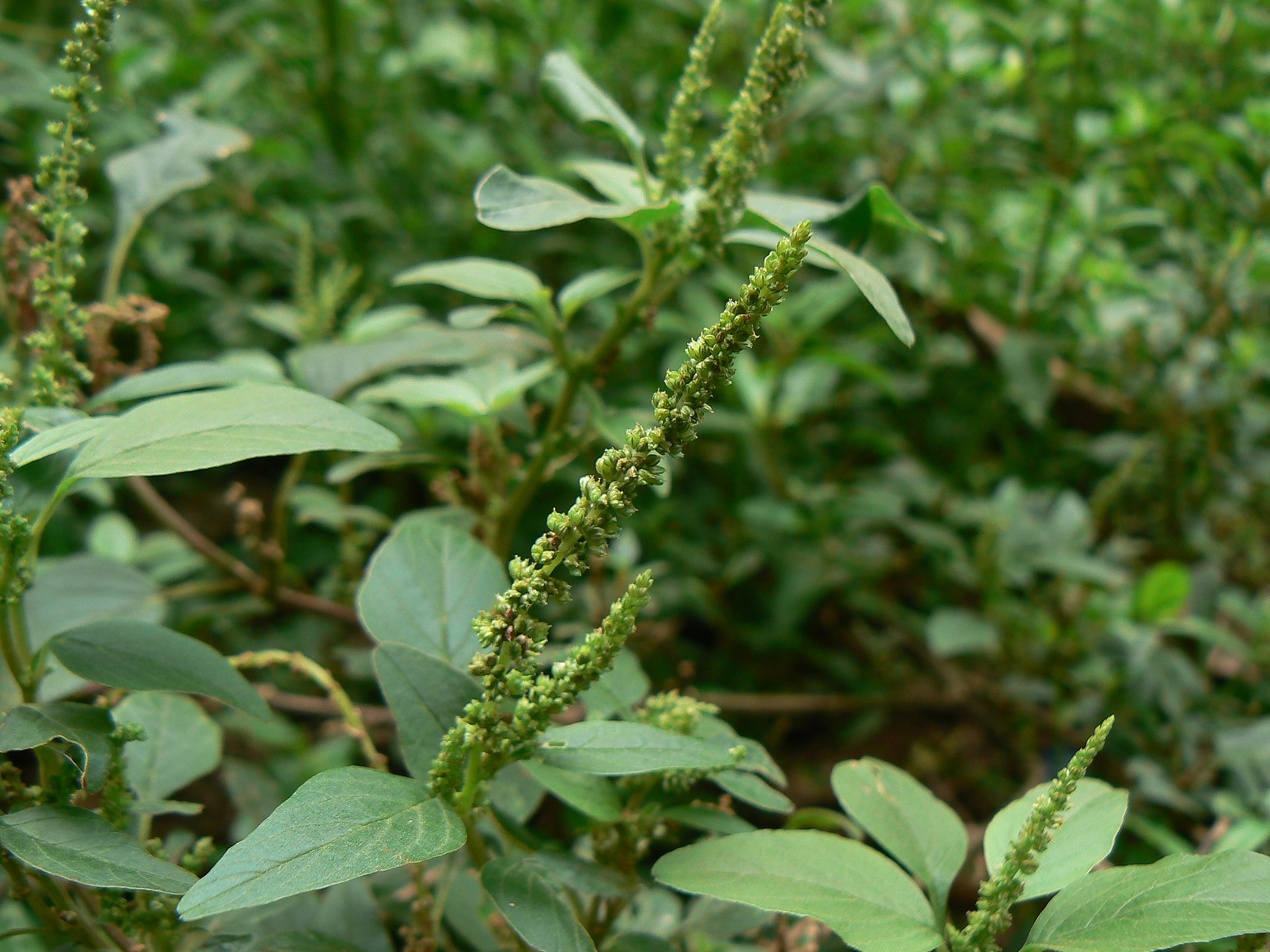 Amaranthus spinosus Callaloo klaroen 1